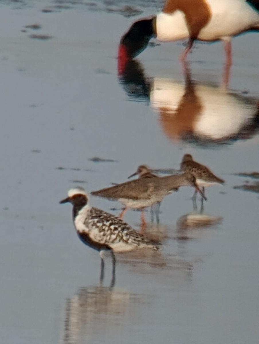 Black-bellied Plover - ML618745560