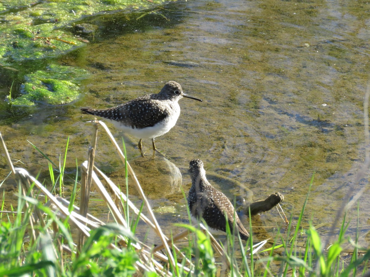 Solitary Sandpiper - d w