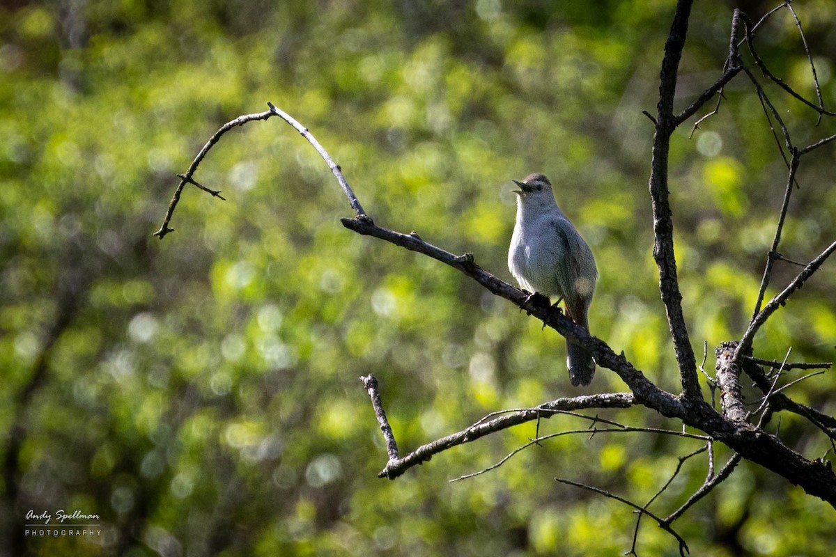 Gray Catbird - ML618745585