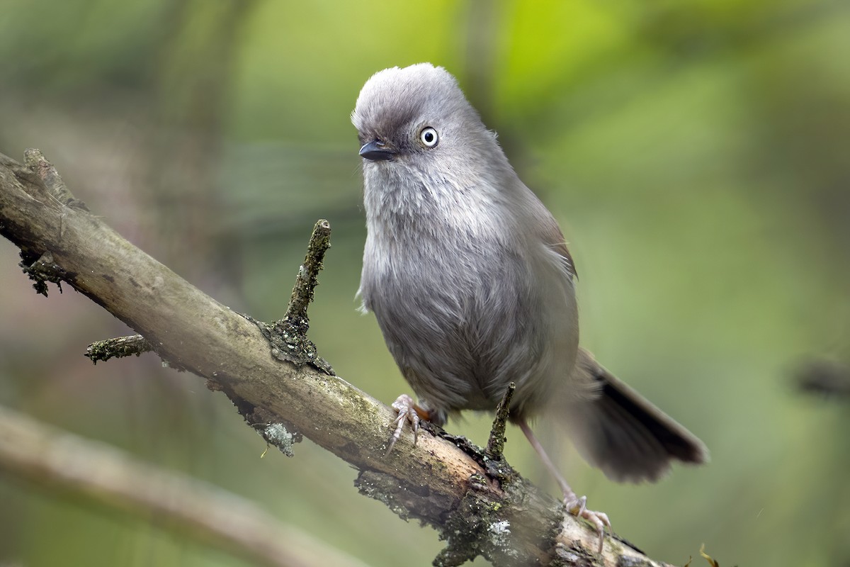 Gray-hooded Fulvetta - ML618745587