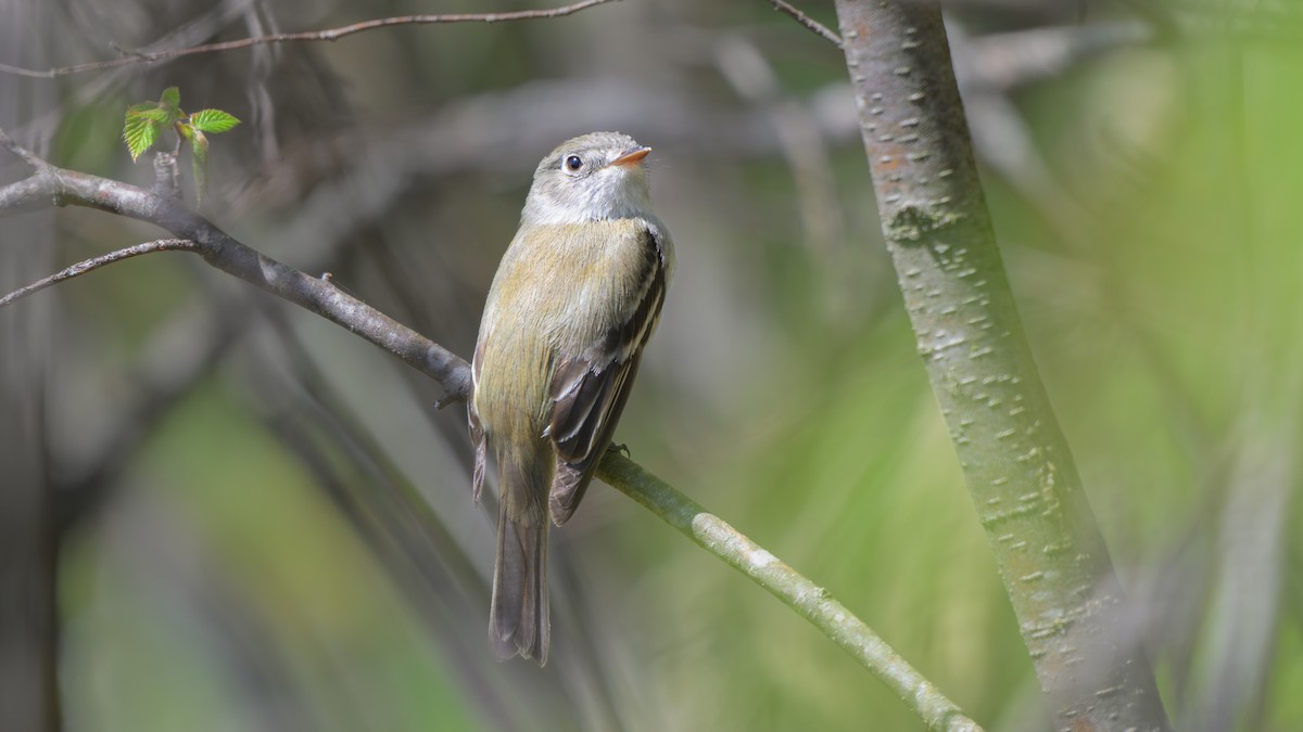 Mosquero Mínimo - ML618745617