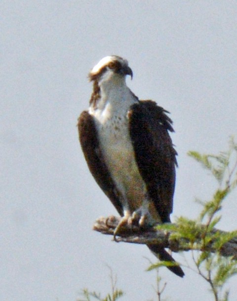 Osprey (carolinensis) - Michael J Good