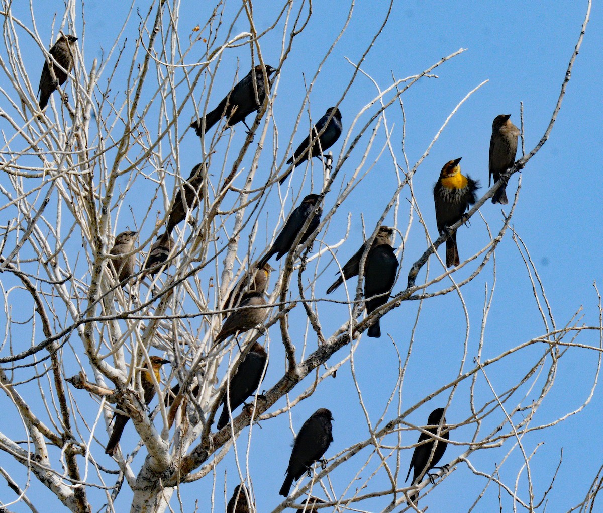 Yellow-headed Blackbird - Michael J Good