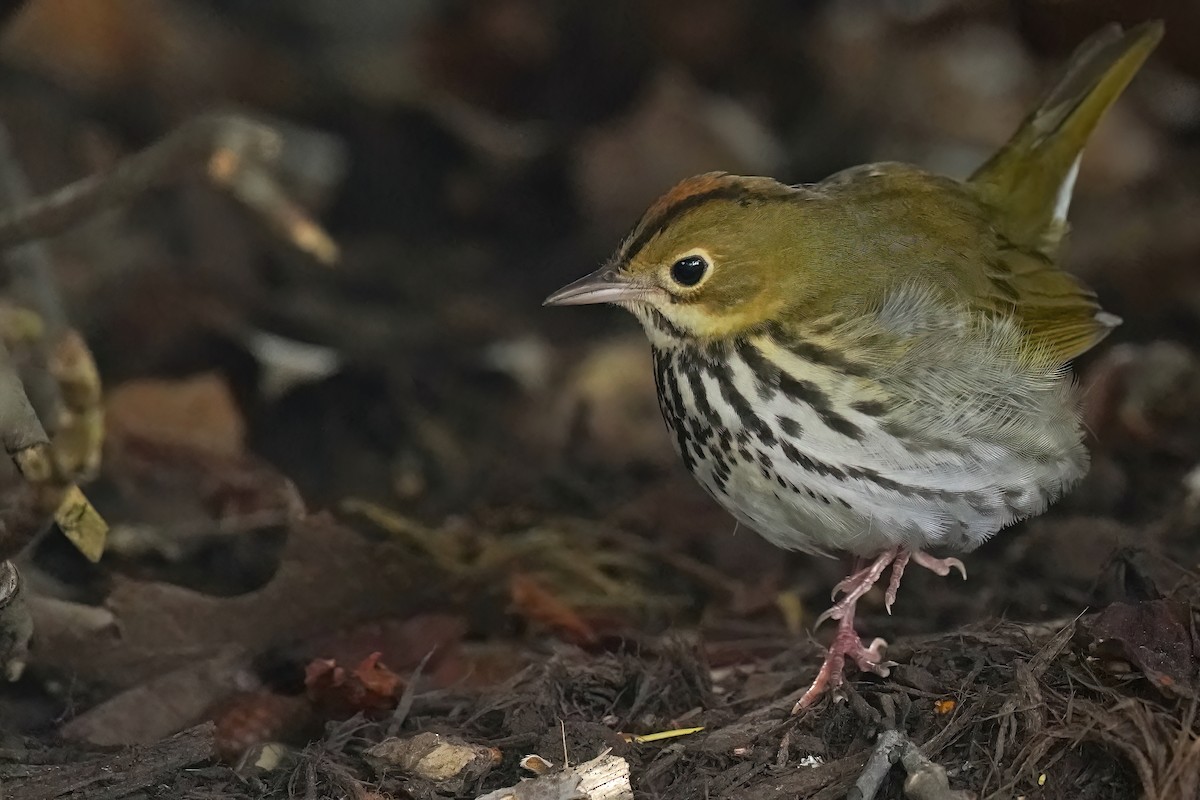 Ovenbird - ML618745638