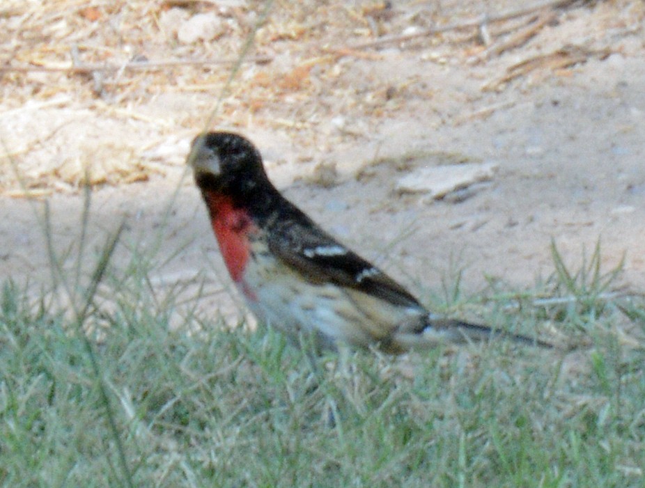 Rose-breasted Grosbeak - Michael J Good