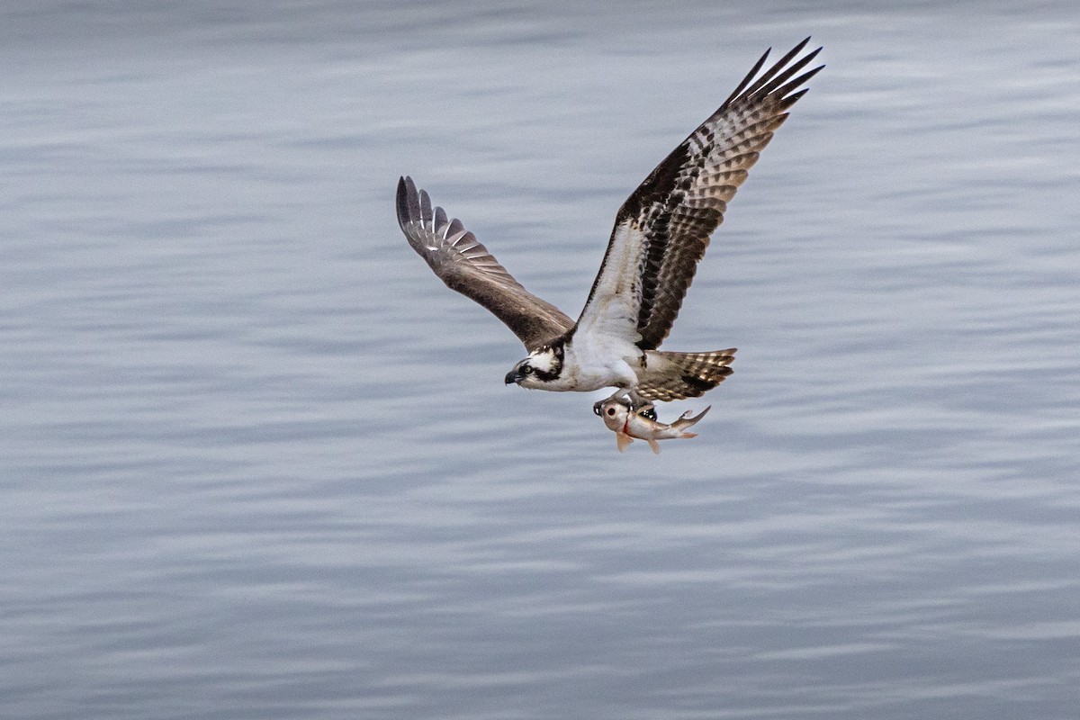 Osprey - Chris Scott