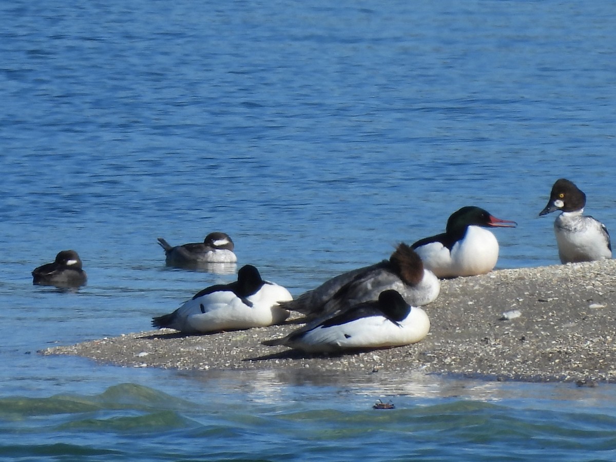 Bufflehead - ML618745650