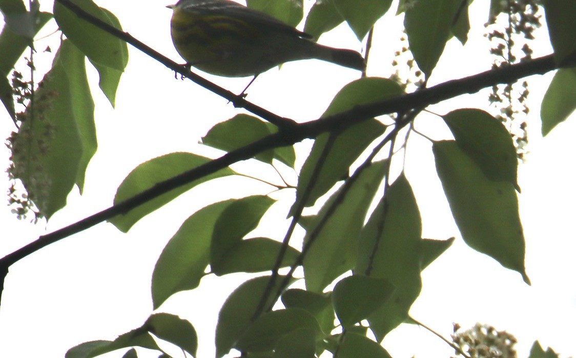 Magnolia Warbler - ML618745656