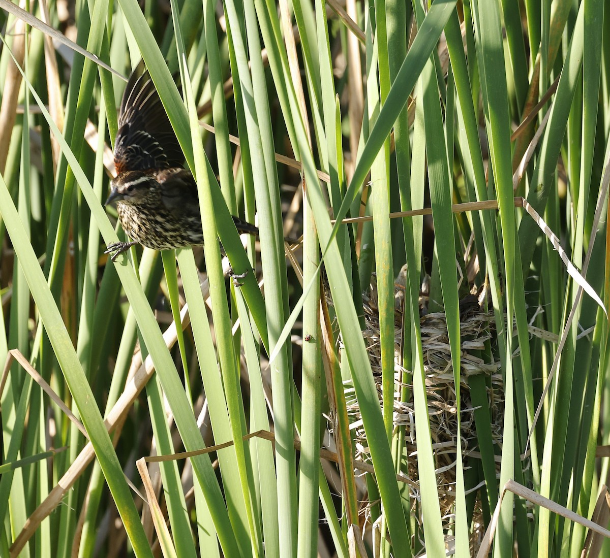 Red-winged Blackbird - ML618745659