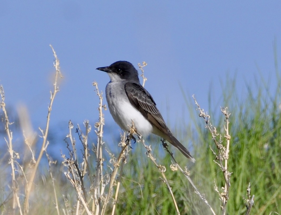 Eastern Kingbird - ML618745668