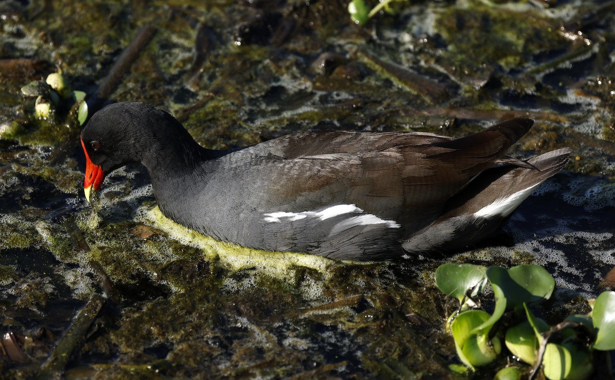 Common Gallinule - Kathy Aldern