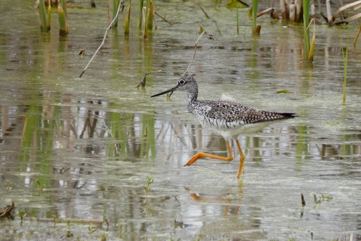 Greater Yellowlegs - ML618745678