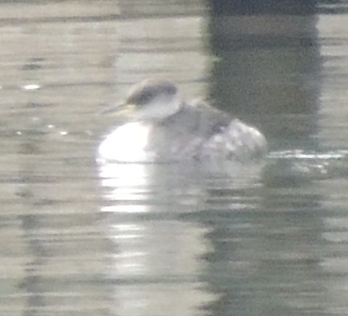 Horned Grebe - Jeffrey C and Teresa B Freedman