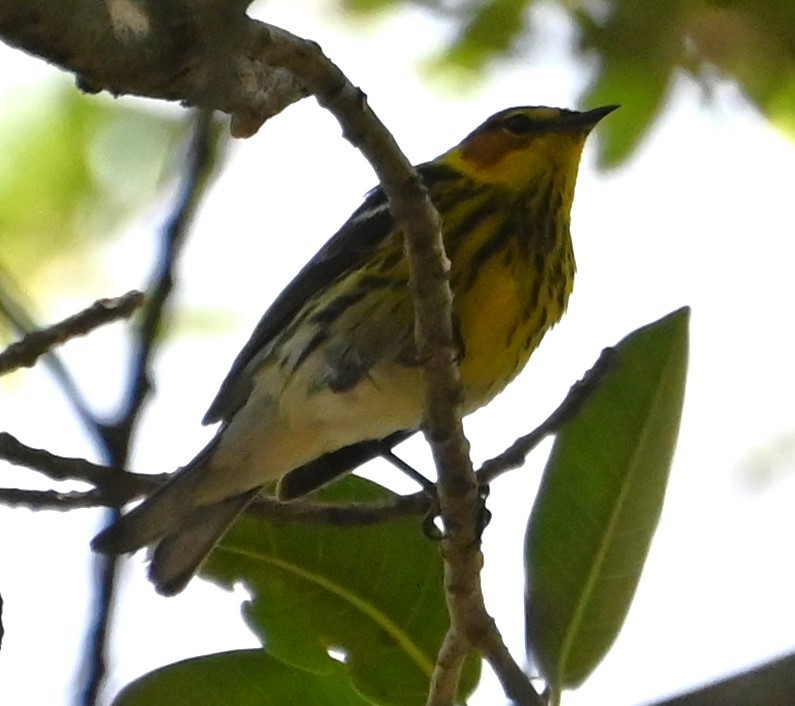 Cape May Warbler - Dave Griswold