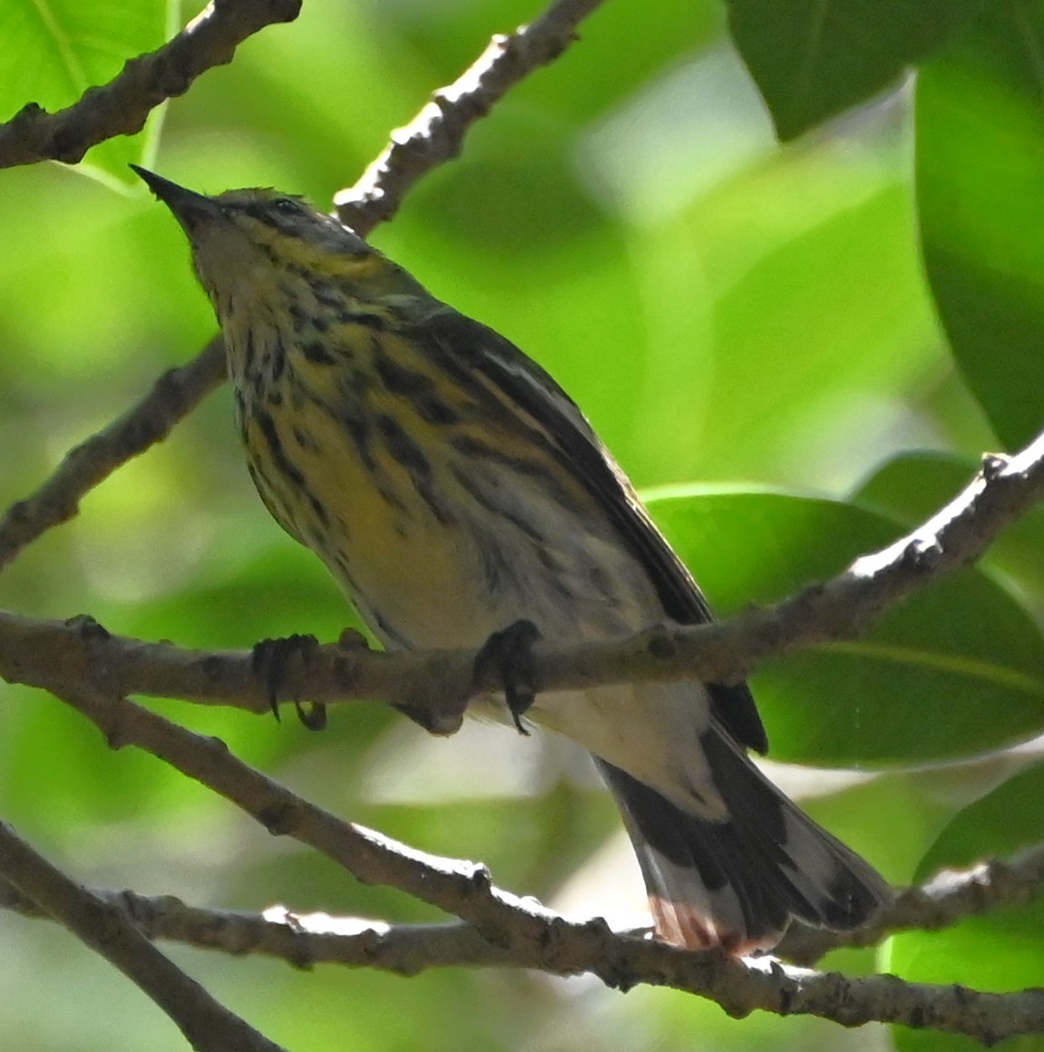 Cape May Warbler - Dave Griswold