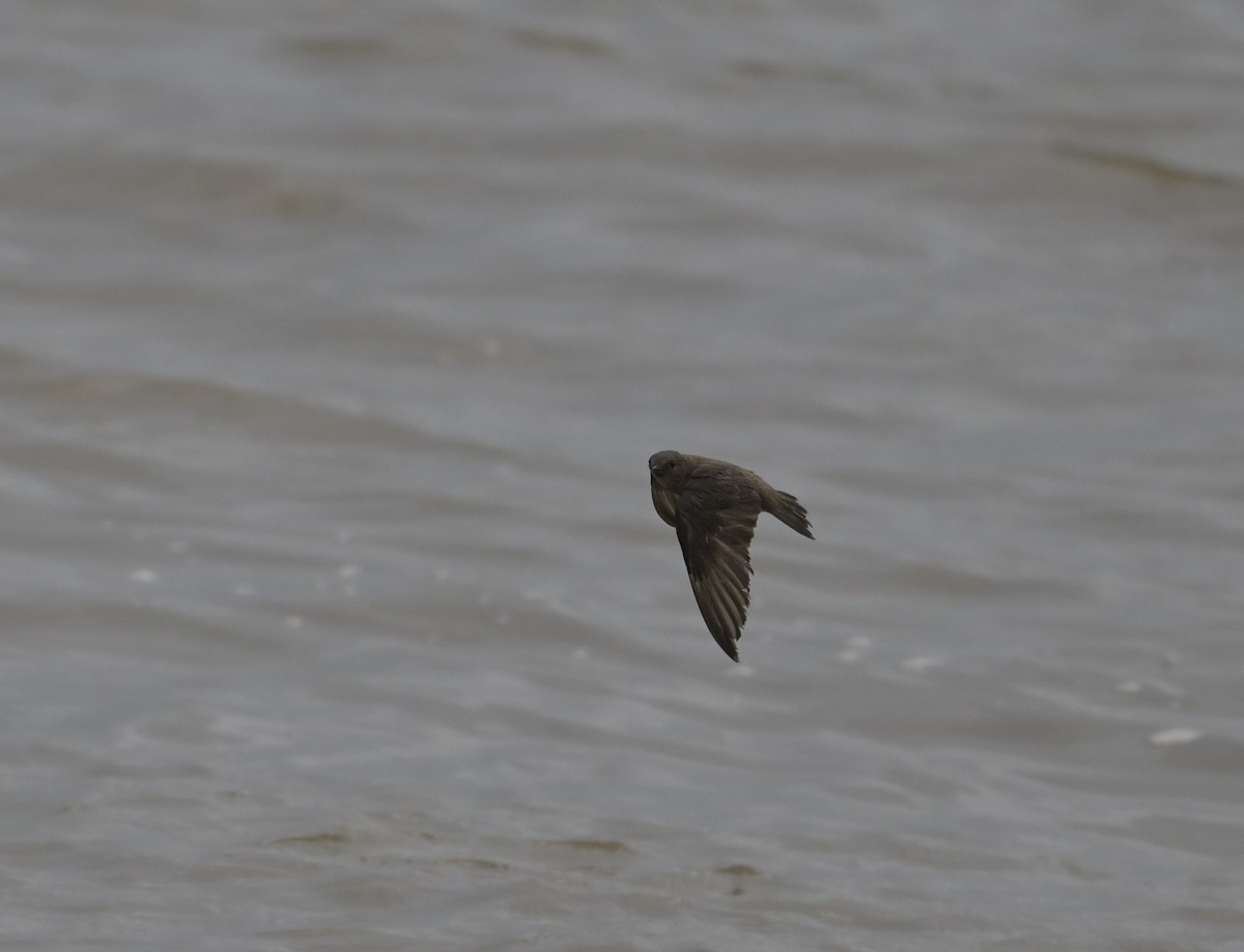Northern Rough-winged Swallow - ML618745748