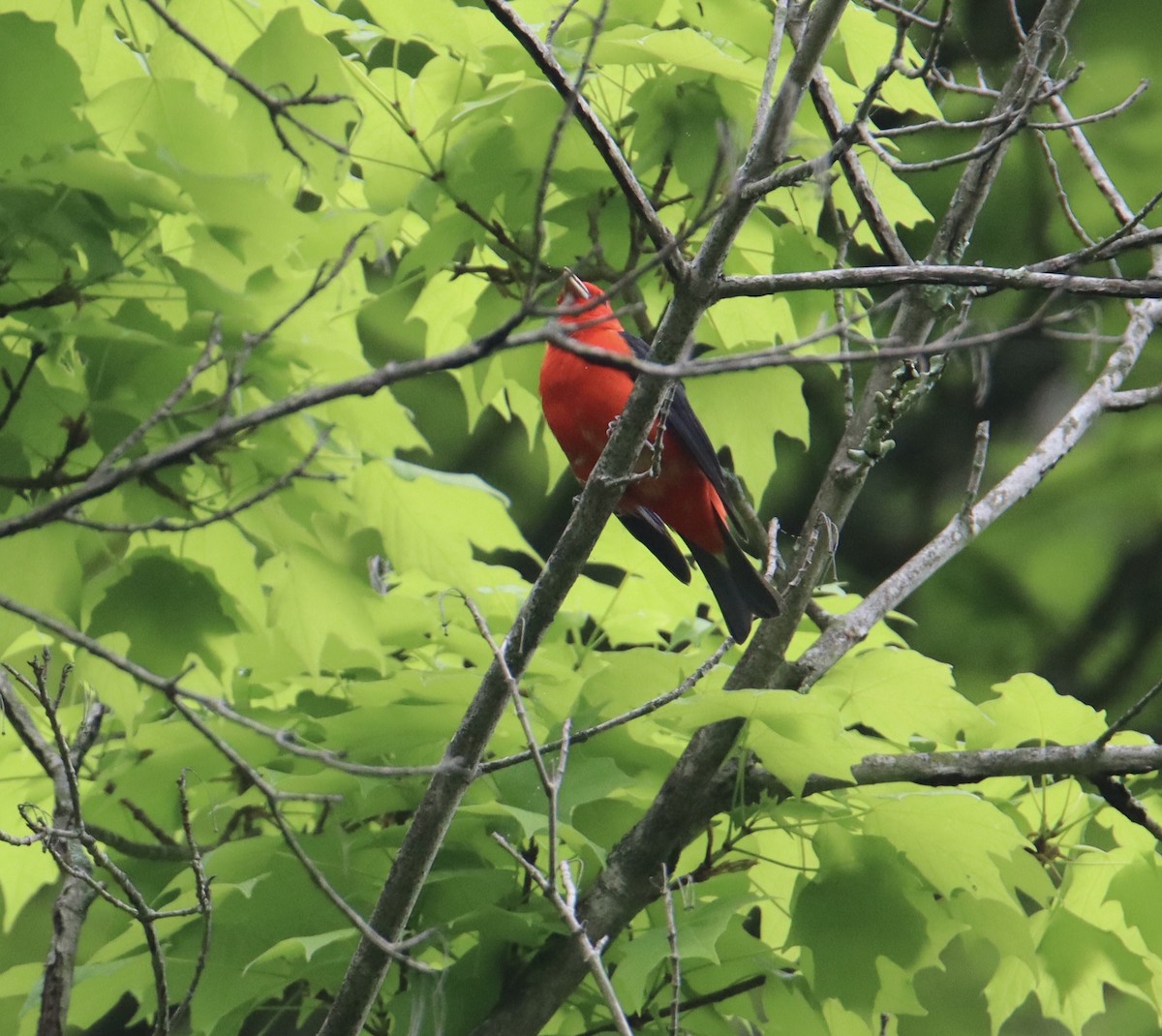 Scarlet Tanager - Russell Hillsley
