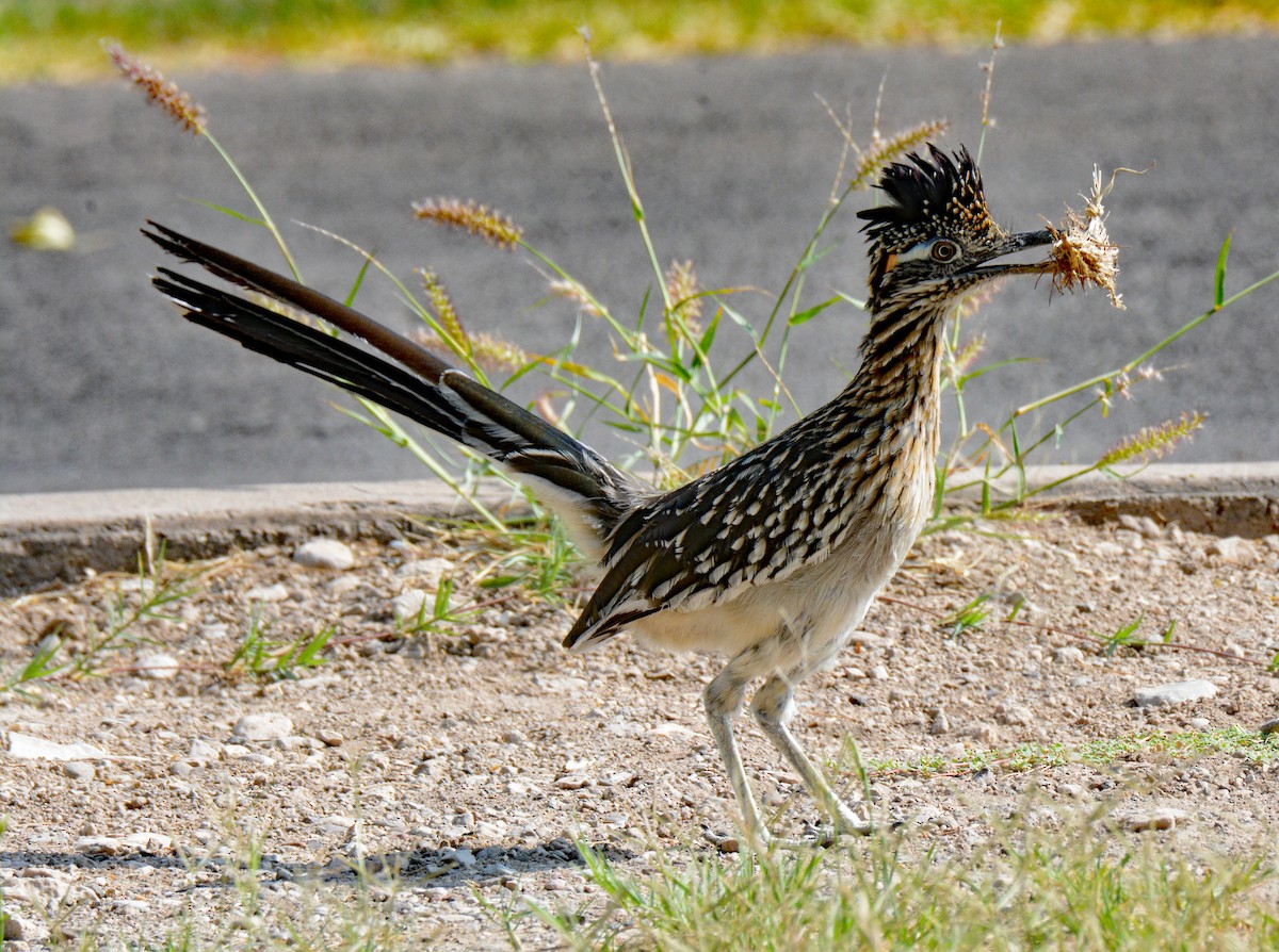 Greater Roadrunner - ML618745772