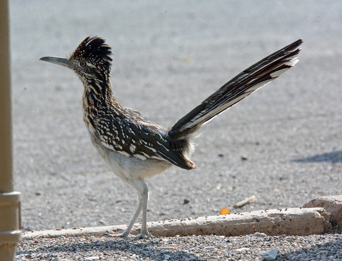 Greater Roadrunner - ML618745775