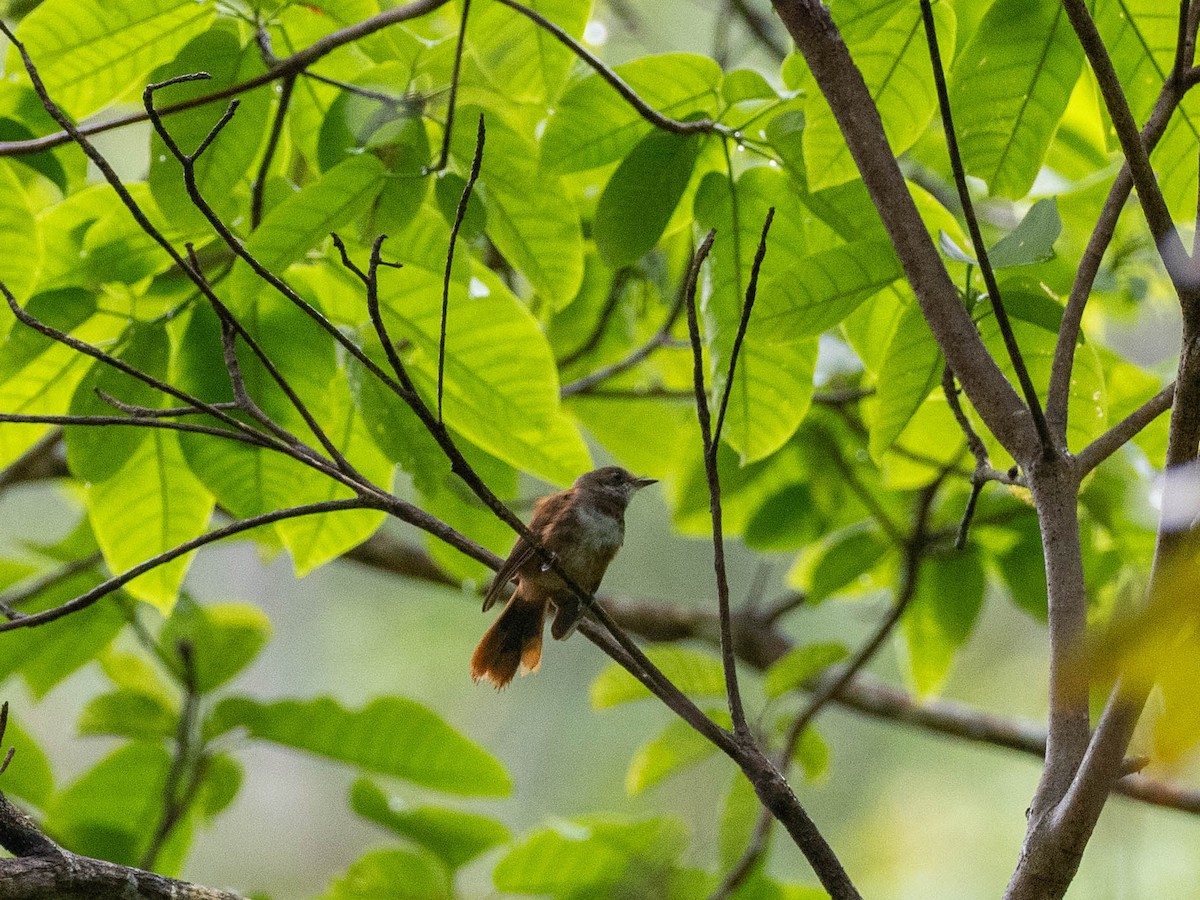 Palau Fantail - Rachael Kaiser