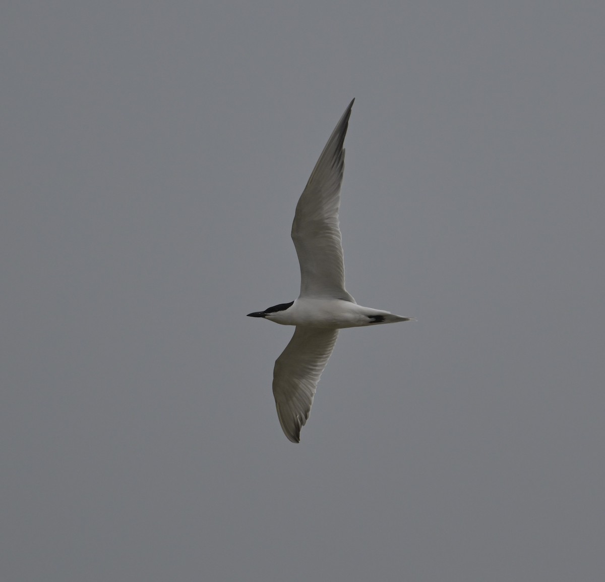 Gull-billed Tern - ML618745812