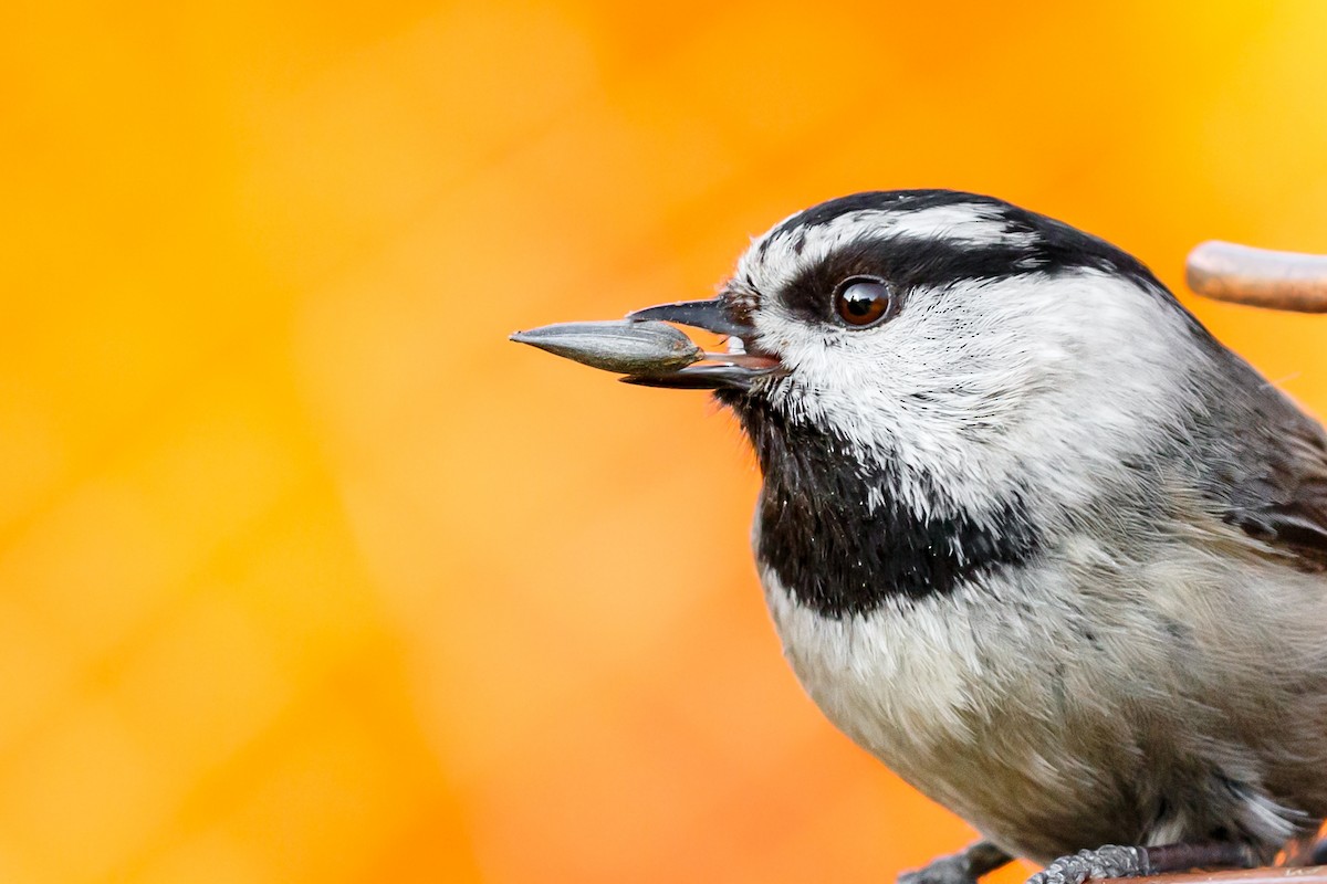 Mountain Chickadee - ML618745813