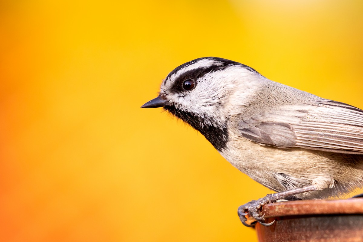 Mountain Chickadee - ML618745815