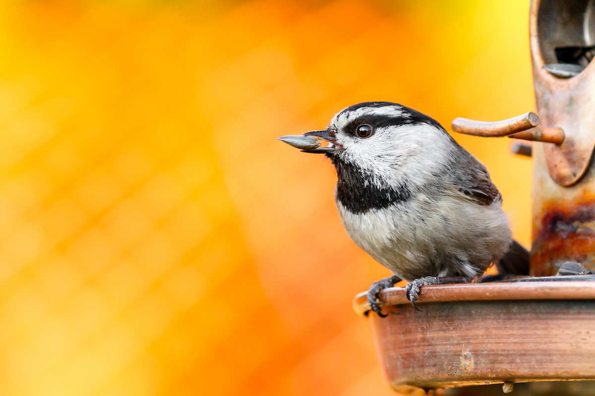 Mountain Chickadee - ML618745816