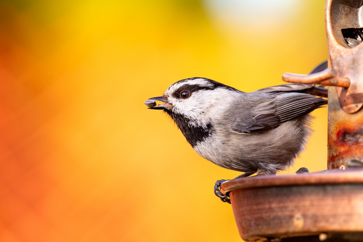 Mountain Chickadee - ML618745817