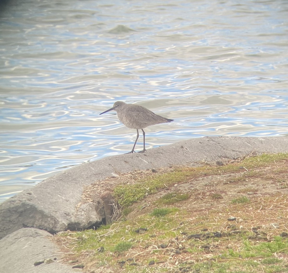 Willet - ML618745821