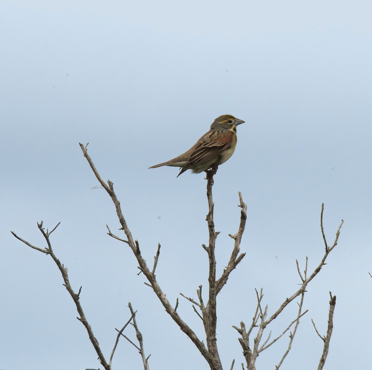 Dickcissel - ML618745825