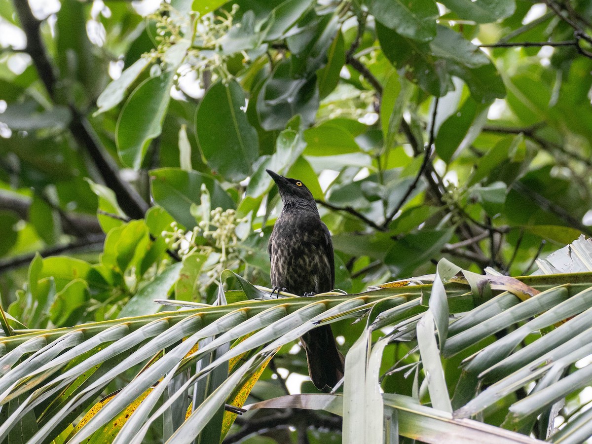 Micronesian Starling - Rachael Kaiser