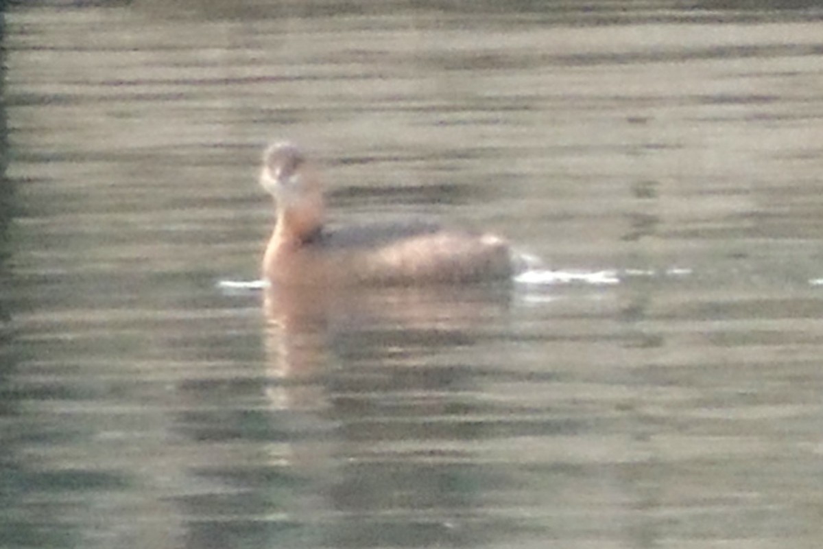 Red-necked Grebe - Jeffrey C and Teresa B Freedman