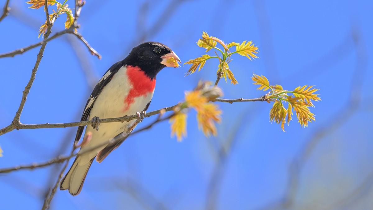 Rose-breasted Grosbeak - ML618745845