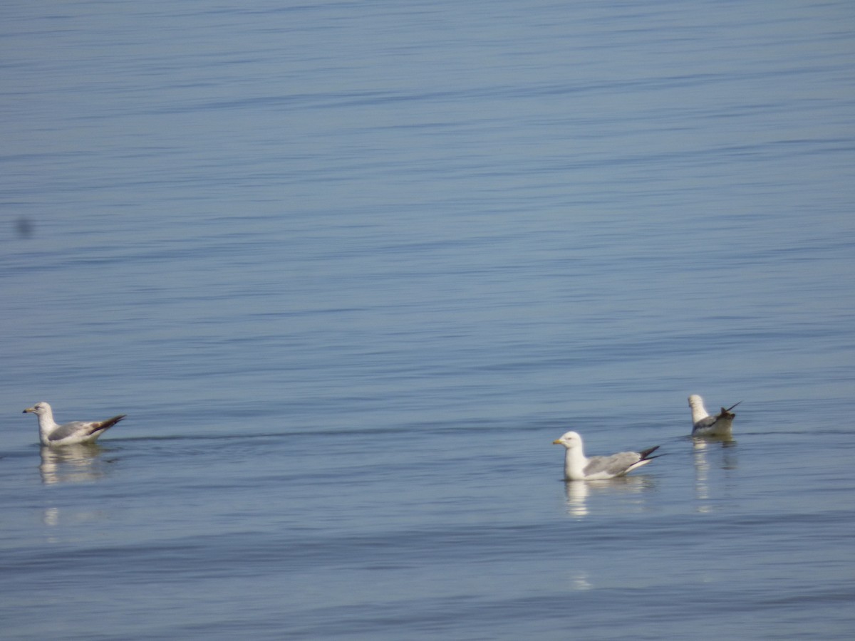 Ring-billed Gull - ML618745846