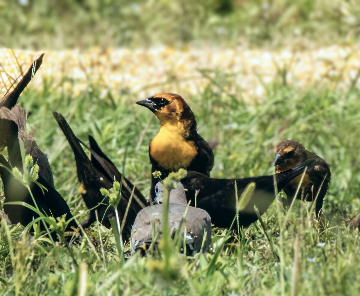 Yellow-headed Blackbird - ML618745890