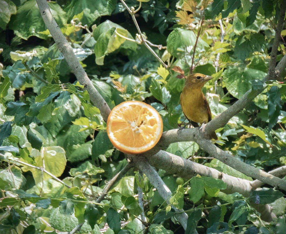 Summer Tanager - ML618745900