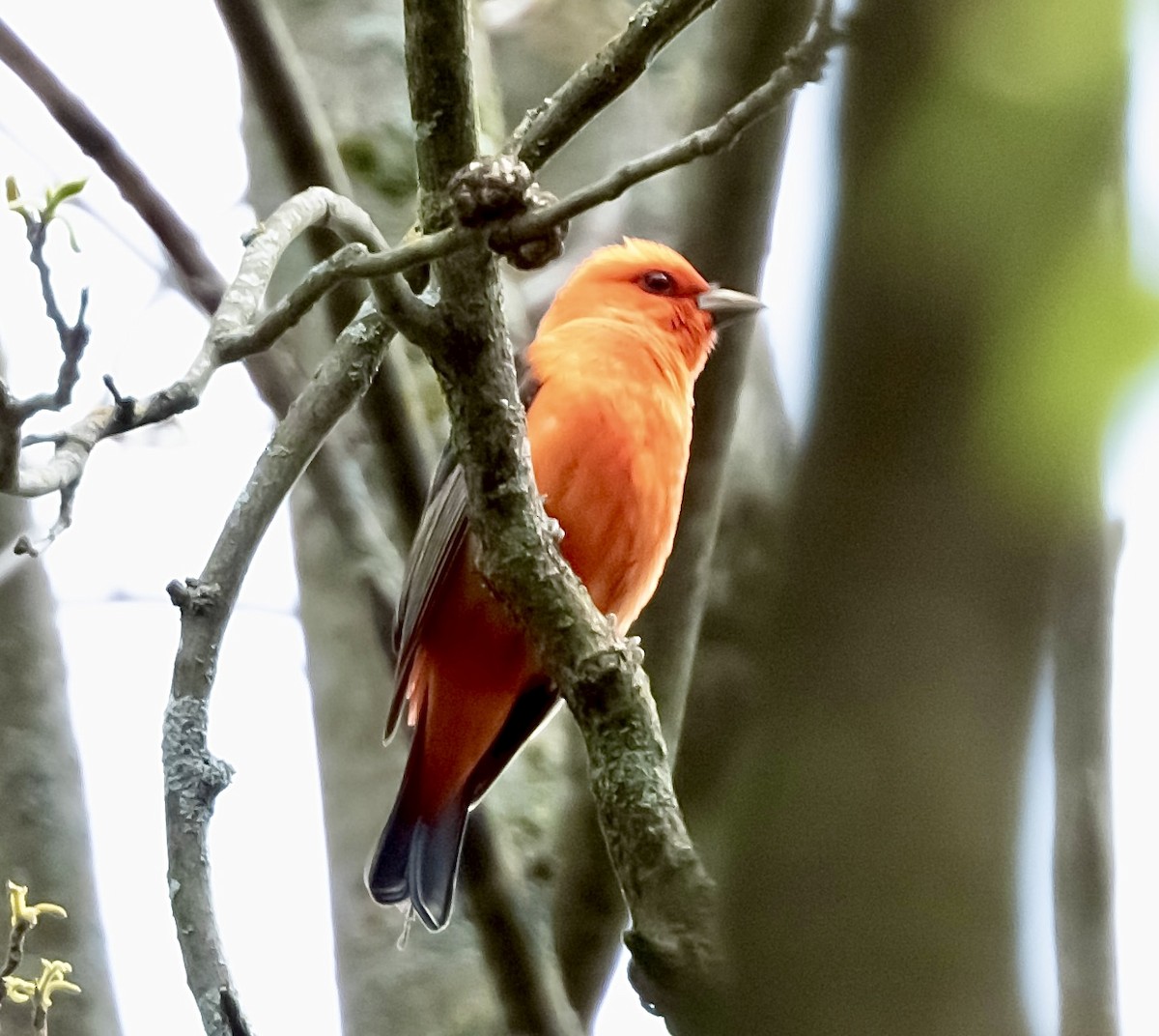 Scarlet Tanager - ML618745912
