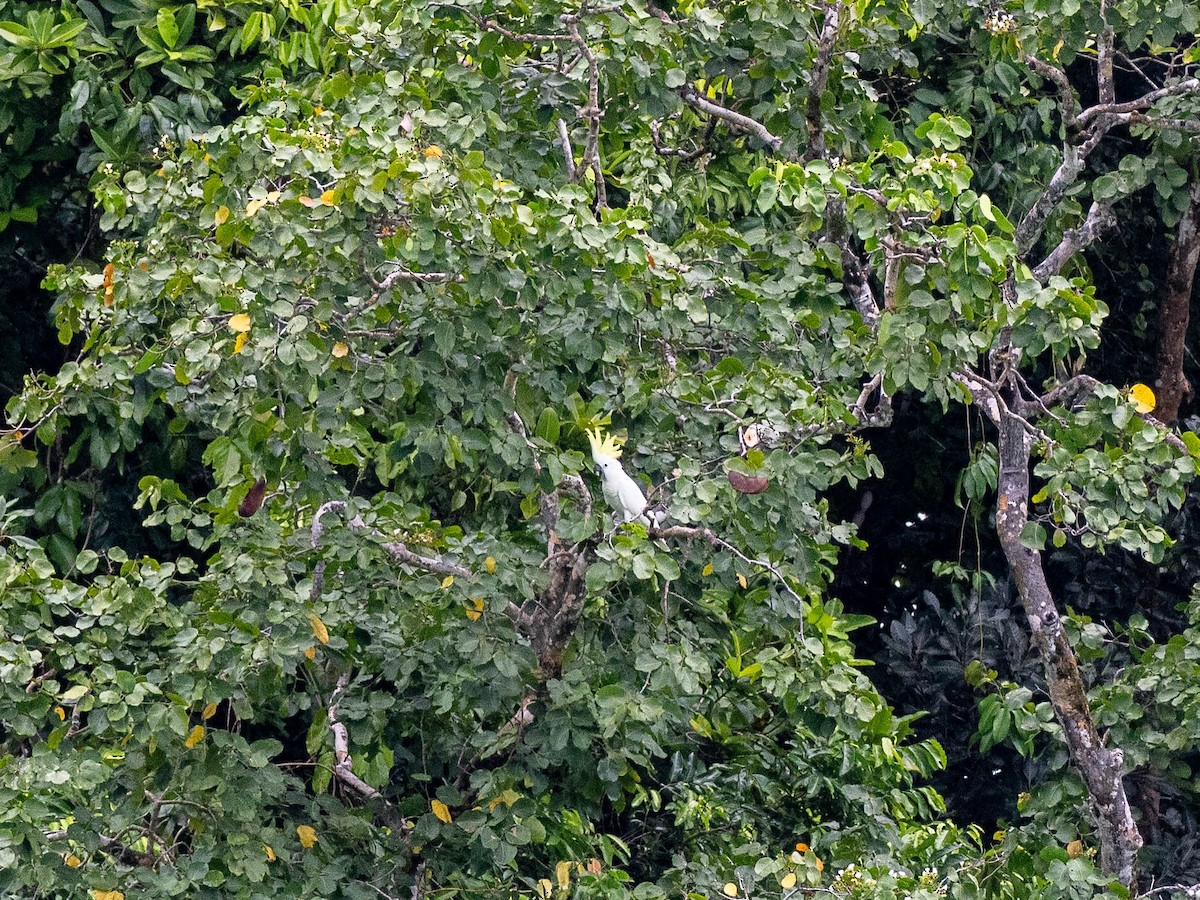 Sulphur-crested Cockatoo - ML618745914