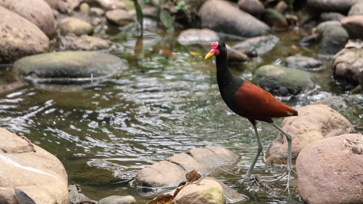 Wattled Jacana - Denis Chalifour