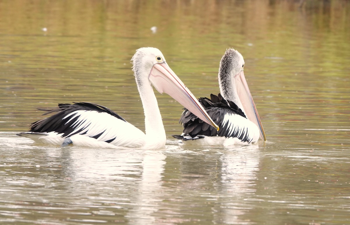 Australian Pelican - Catarina Gregson