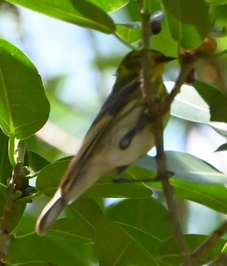 Cape May Warbler - Dave Griswold