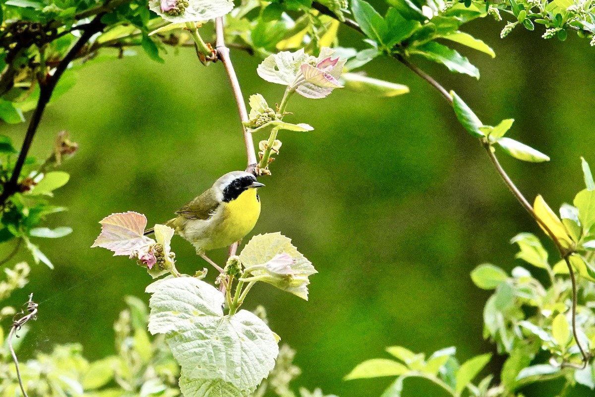 Common Yellowthroat - ML618745952