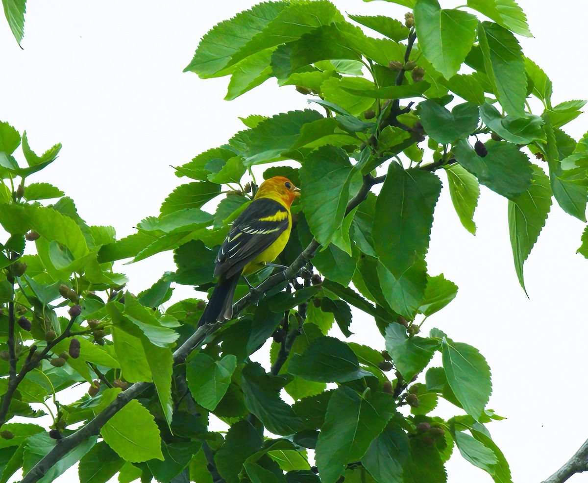 Western Tanager - ML618745975