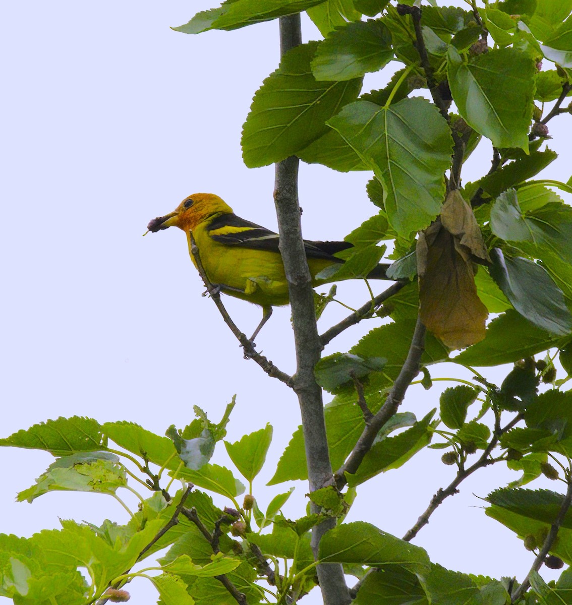 Western Tanager - ML618745976