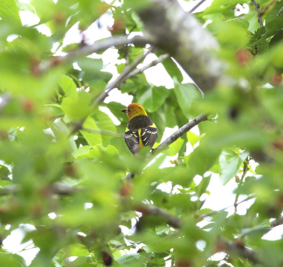 Western Tanager - ML618745977