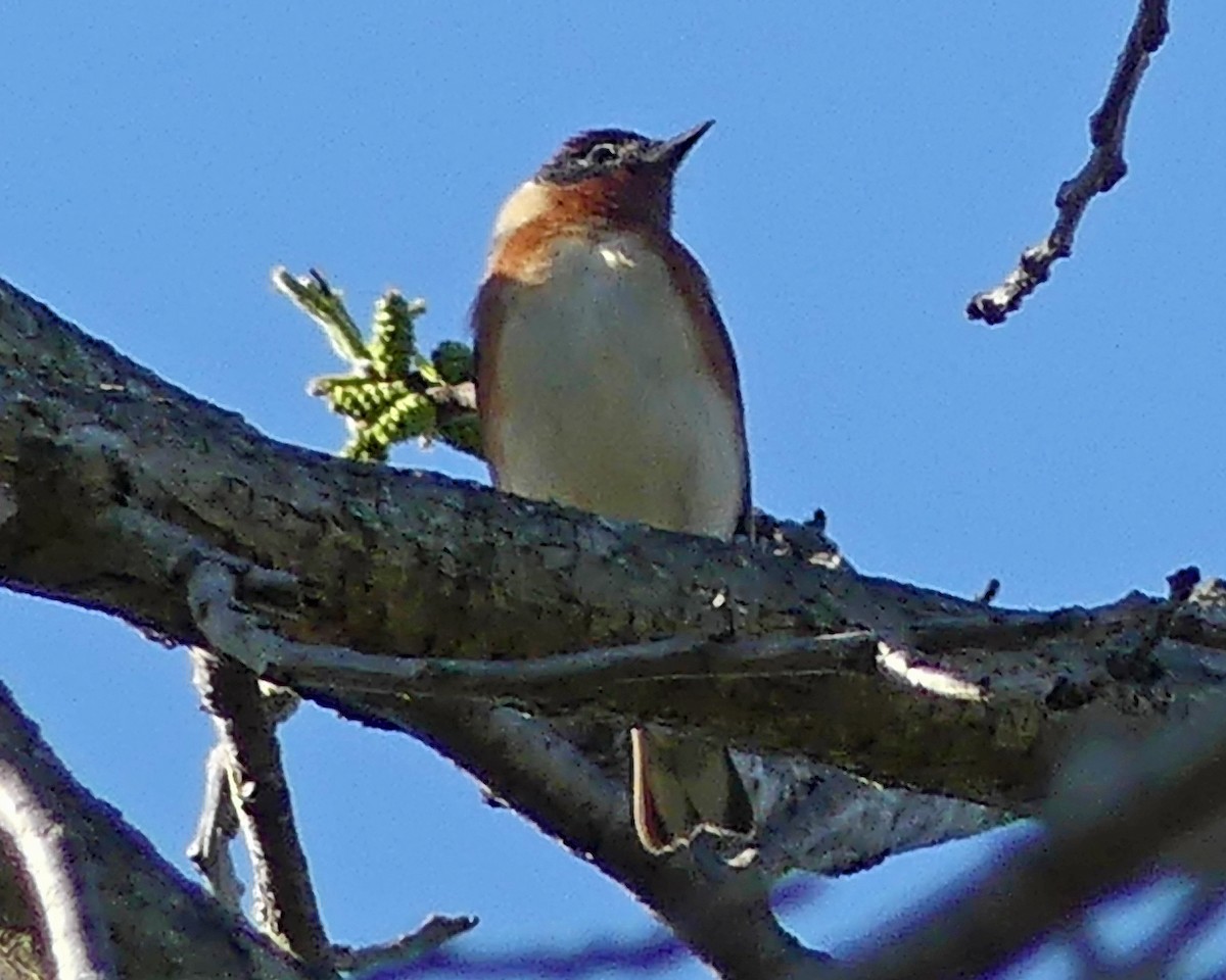 Bay-breasted Warbler - ML618745981