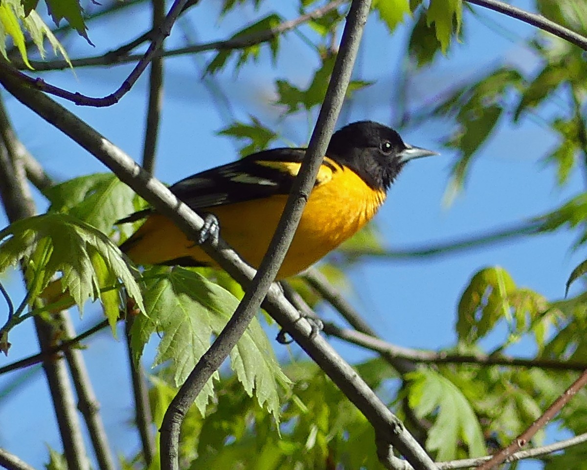 Baltimore Oriole - ML618745985