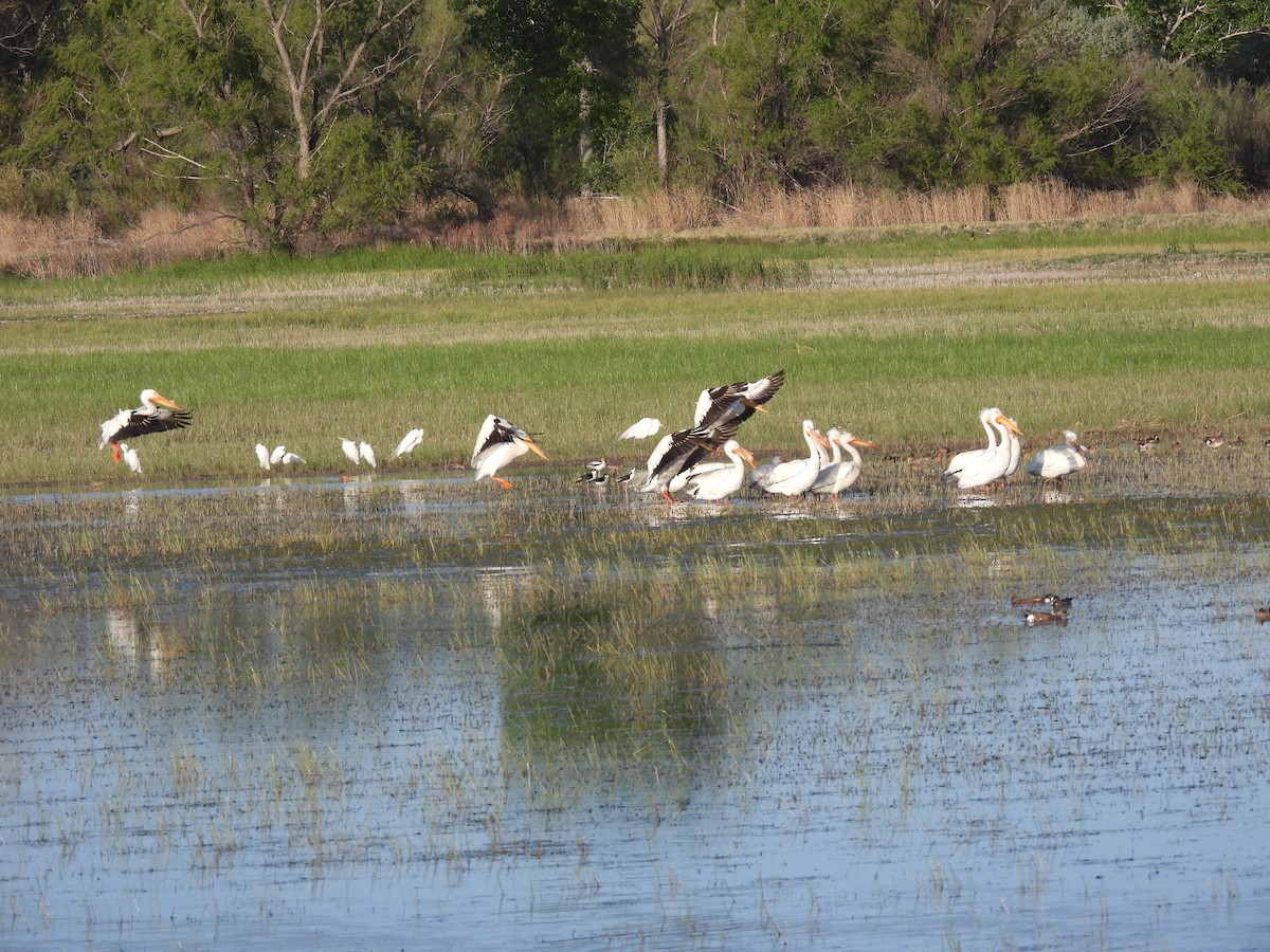 American White Pelican - ML618746000