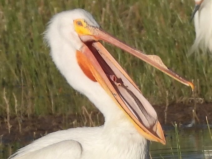 American White Pelican - ML618746001